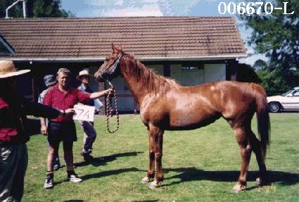 ���� ����