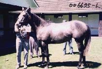 �ȳ�Ǫ���� (ANNAPURNA) ����