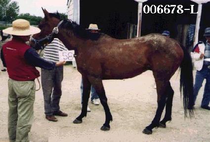 �ݼ��� ����