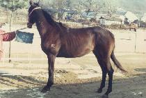 ���ǿ� (CHAMPION) ����