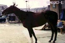 ����ȣ�� (RED HORSE) ����