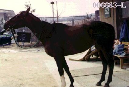 ����ȣ�� ����