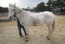 ������ (SUPER CUP) ����