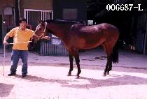 �����ٸ� (LONDON DA RI) ����