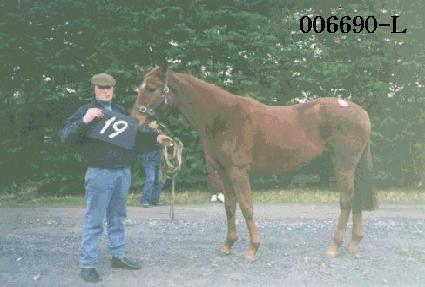 ���� ����