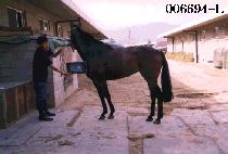 �ָӴ��� (AMANUSA) ����