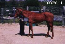 ����� (STONY) ����