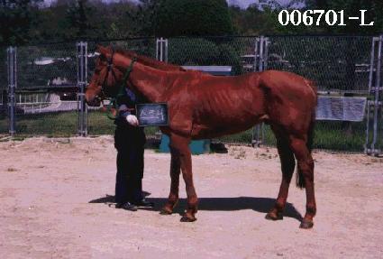 ����� ����