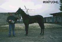 ����Ʈ���̴��� (PERFECT CADENCE) ����