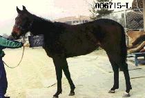 �����ǿ� (SCORPIO) ����