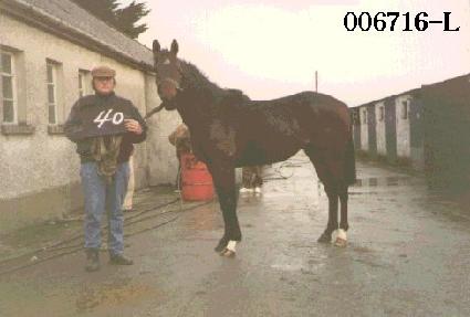 �뵿�� ����