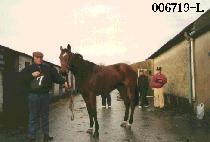 ��� (DANG DANG) ����