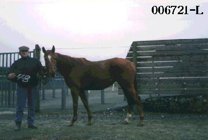 ����� ����