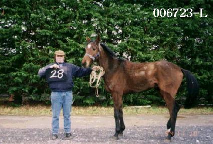 ������� ����