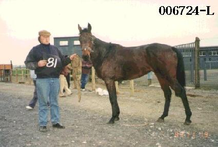 ������ ����