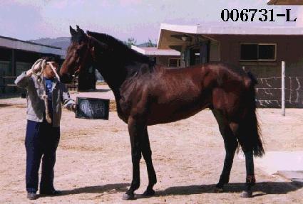 �̷����� ����