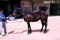 Ʈ���ó��� (TRIPLE NINE) ����