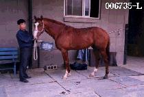 ���񸮾� (MONGOLIAN) ����