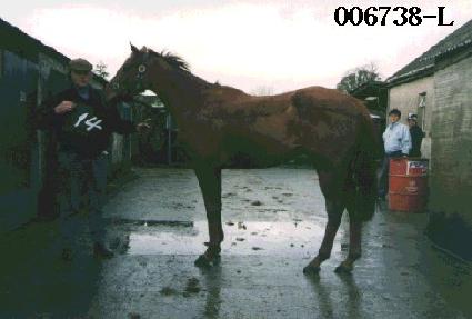 ����� ����