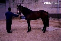 �������� (JAY JAY) ����