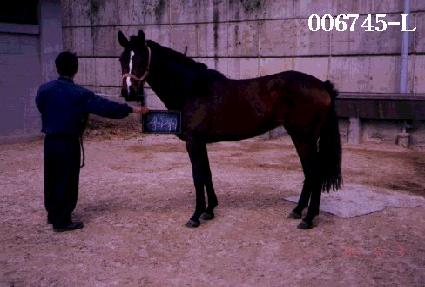 �������� ����