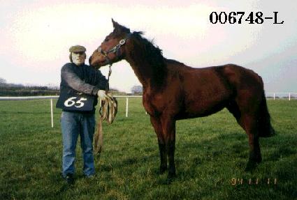 ����帲 ����