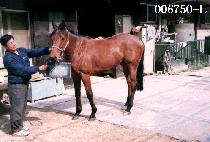 ���� (SAE NAL) ����