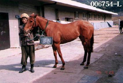 ���������ָӸ��� ����