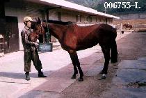 �����Ű (GOLD JOCKEY) ����