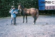 ���׵��� (STEADY DEAR) ����