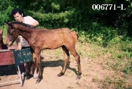 �ƽ� ����