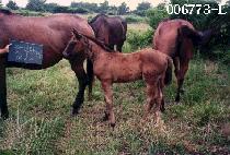 ��ȣ�� (MIHOSAN) ����