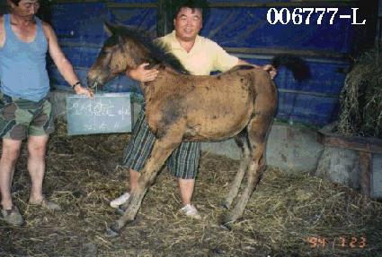 �����屺�ڸ� ����