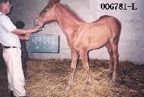 �Ȱ�� (ANGOLSONG) ����