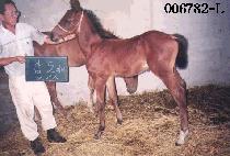 ��ž (PULT��AP) ����