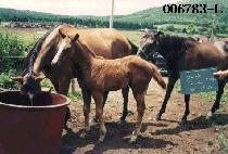 ����ÿ� (ORACION) ����