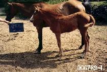 ������ڸ� ����