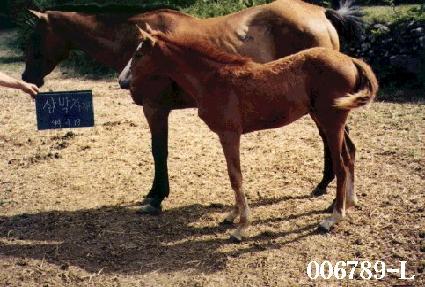 ������ڸ� ����