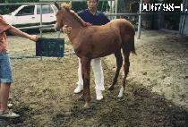 �ھ� (CHAYA) ����