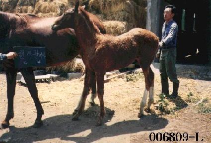 ����θ� ����