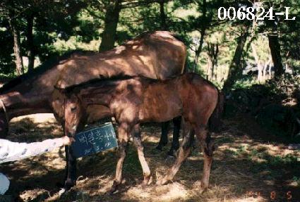 ȿ�� ����