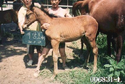 ������ ����