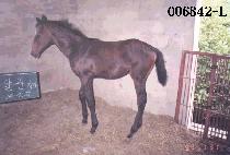 ���޸��� (MAKTALLINA) ����