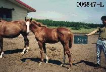 ��ȭ (YEOLHWA) ����