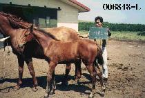 ���鵹�� (CHEONGMYEONDOLPA) ����