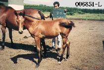 ��ǳ�� (CHINP��UNGGYEONG) ����