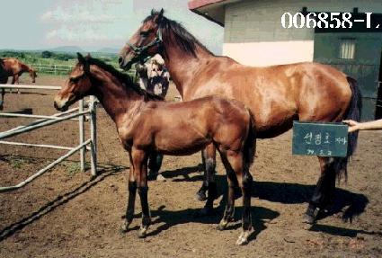 ����� ����