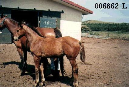 ���屺�ڸ� ����