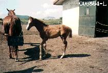 ���帧 (KODEUREUM) ����