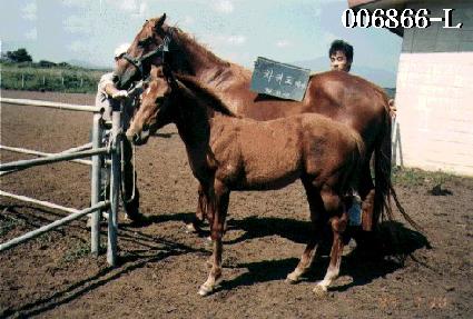 ����� ����